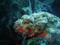 294 - SCORPION FISH - HOUMAN ROB - belgium <div : _suivi papier, Nature sous marin